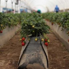 Substrates in Agriculture: Cultivating Growth from the Ground Up